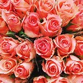 Coral Colored Roses Backgrounds