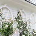 Coral Colored Roses On Trellis