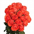 Coral Colored Roses PNG