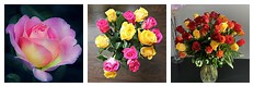 Coral Pink Yellow Roses