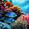 Coral Reef Colours