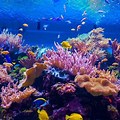 Coral Under the Sea to Color