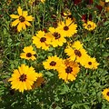 Coreopsis Yellow Purple Flowers