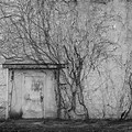 Creepy Old Wall with Vines