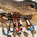 Crocodile Teeth Jewelry