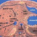 Cross Section Anatomy of Liver