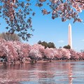 DC City Silhouette Cherry Blossoms