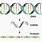 DNA/RNA mRNA