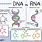 DNA vs RNA Diagram