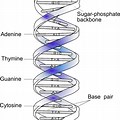 DNA Helical Structure Biochemistry