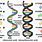 DNA and RNA Strands