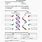 DNA and RNA Worksheet