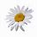 Daisy Clip Art Free Download