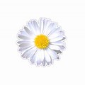 Daisy Flower Sticker Decal