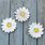 Daisy Wall Decor