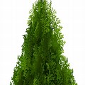 Dark Green Cypress Tree Clip Art