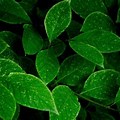 Dark Green Leaves Background