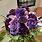 Dark Purple Roses Bouquet