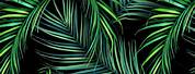 Dark Rainbow Tropical Palm Leaves