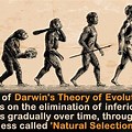 Darwin Evolution of Species