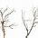 Dead Tree Branch PNG