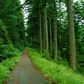 Deep Forest Foot Path