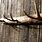 Deer Antler Coat Hanger