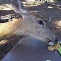 Deer Eating Peanut Butter