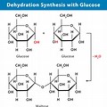 Dehydration Synthesis and Hydrolysis of a Glucose Molecule