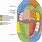 Dental Injection Sites Diagram