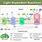 Diagram of Light Dependent Reaction