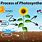 Diagram of Photosynthesis Cycle