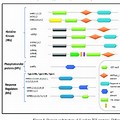 Different Domains in TCS