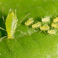 Different Types of Aphids