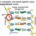 Different Types of Bonds in DNA