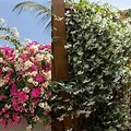 Different Types of Climbing Plants