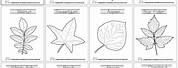 Different Types of Leaves Coloring Pages