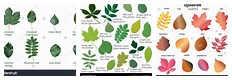 Different Types of Leaves with Names