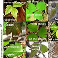 Different Types of Poison Ivy