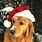 Dog Christmas Photo Ideas