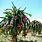 Dragon Fruit Tree Plants