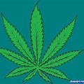 Drawing Marijuana Pot Leaf