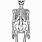 Drawing of Human Skeleton