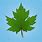 Drawing of a Maple Leaf