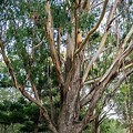 Eucalyptus Globulus vs Saligna