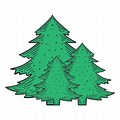 Evergreen Pine Tree Vector