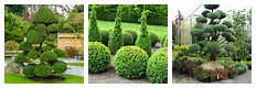 Evergreen Plants for Topiary