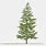 Evergreen Tree Illustration