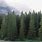 Evergreen Tree Line