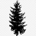 Evergreen Tree Silhouette Vector